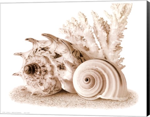 Framed Seashells I Print