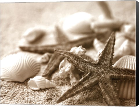 Framed Starfish and Seashells Print