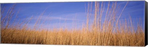 Framed Prairie Grass, Blue Sky, Marion County, Illinois, USA Print