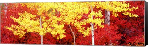 Framed Autumn in a forest, Grand Teton National Park, Wyoming Print