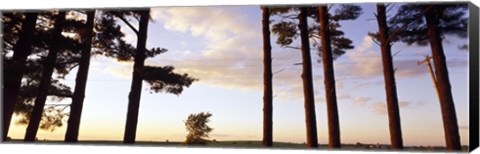 Framed Low angle view of pine trees, Iowa County, Wisconsin, USA Print