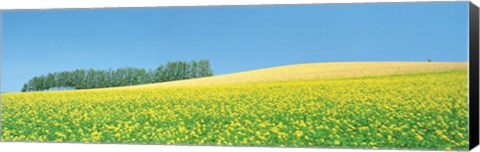 Framed Mustard field with blue sky in background Print