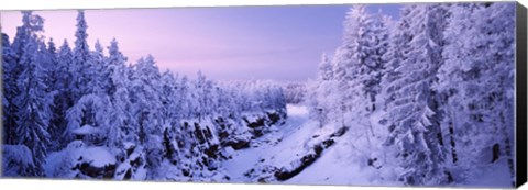 Framed Snow covered trees in a forest, Imatra, Finland Print