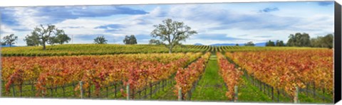 Framed Autumn color vineyards, Guerneville Road, Sonoma County, California, USA Print