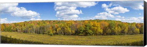 Framed Autumn Trees in New York Print