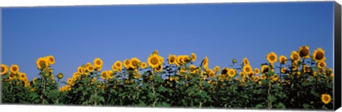 Framed Sunflowers in a field, Marion County, Illinois, USA (Helianthus annuus) Print