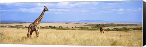 Framed Giraffe, Maasai Mara, Kenya Print