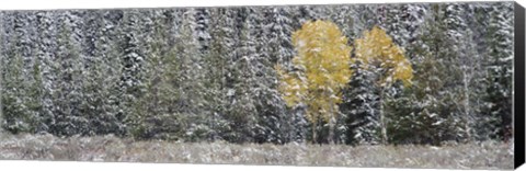 Framed Pine Trees In A Forest, Grand Teton National Park, Wyoming, USA Print