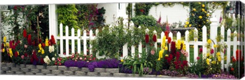 Framed Flowers and picket fence in a garden, La Jolla, San Diego, California, USA Print