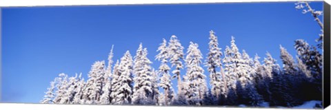 Framed Pine Trees in Winter, Oregon Print