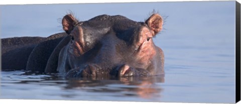 Framed Close-up of a hippopotamus submerged in water Print