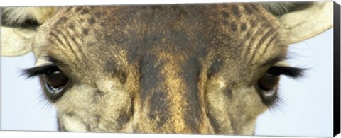 Framed Close-up of a Maasai giraffes eyes Print