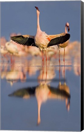 Framed Lesser flamingo wading in water, Lake Nakuru, Kenya (Phoenicopterus minor) Print