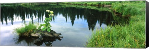 Framed Cow Parsnip (Heracleum maximum) flowers in a pond, Moose Pond, Grand Teton National Park, Wyoming, USA Print