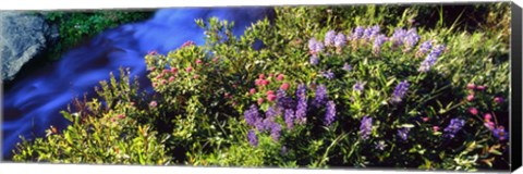 Framed High angle view of Lupine and Spirea flowers near a stream, Grand Teton National Park, Wyoming, USA Print