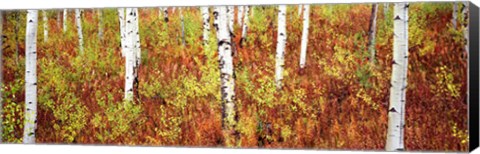 Framed Aspen trees in a forest, Shadow Mountain, Grand Teton National Park, Wyoming, USA Print