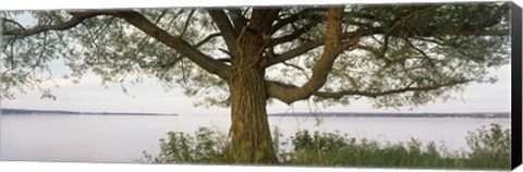 Framed Tree on a Lake, Wisconsin Print