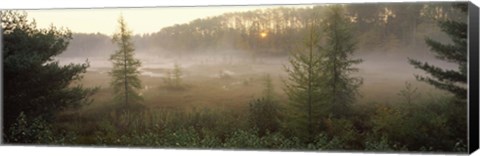 Framed Forest, Northern Highland-American Legion State Forest, Vilas County, Wisconsin, USA Print