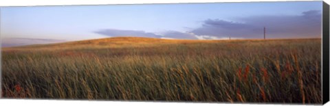 Framed Tall grass in a field, High Plains, Cheyenne, Wyoming, USA Print