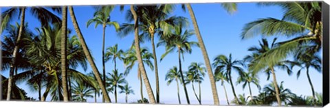 Framed Low angle view of palm trees, Oahu, Hawaii, USA Print