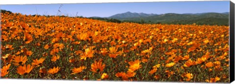 Framed Namaqua Parachute-Daisies flowers in a field, South Africa Print