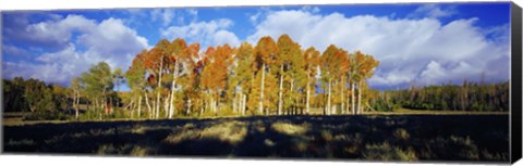 Framed Aspen Trees in the Fall, Utah Print