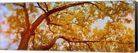 Framed Low angle view of a tree in autumn Print