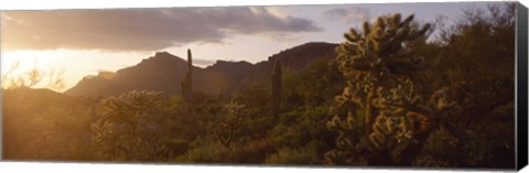 Framed Cholla Cactus in a field, Phoenix, Maricopa County, Arizona, USA Print