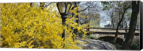 Framed Forsythia in bloom, Central Park, Manhattan, New York City, New York State, USA Print