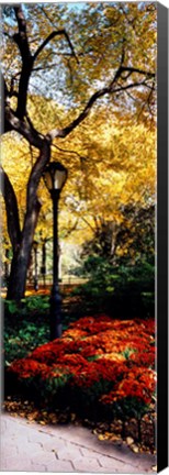 Framed Lamppost in a park, Central Park, Manhattan, New York City, New York, USA Print