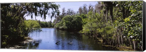 Framed River passing through a forest, Hillsborough River, Lettuce Lake Park, Tampa, Hillsborough County, Florida, USA Print