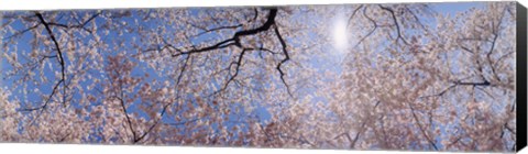 Framed Low angle view of Cherry Blossom trees, Washington DC, USA Print