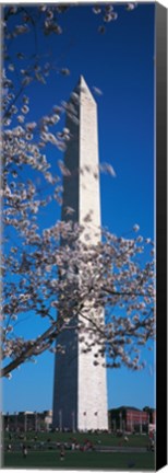 Framed Cherry Blossom in front of an obelisk, Washington Monument, Washington DC, USA Print