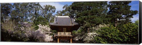 Framed Cherry Blossom trees in a garden, Japanese Tea Garden, Golden Gate Park, San Francisco, California, USA Print