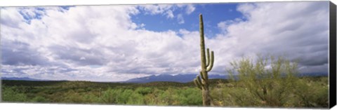 Framed Cactus in a desert, Saguaro National Monument, Tucson, Arizona, USA Print