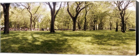 Framed Trees and grass in a Central Park in the spring time, New York City, New York State, USA Print