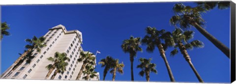 Framed Low angle view of palm trees, Downtown San Jose, San Jose, Silicon Valley, Santa Clara County, California Print