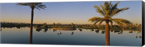 Framed Palm trees at the lakeside, Phoenix, Maricopa County, Arizona, USA Print