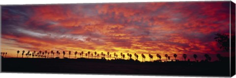 Framed Silhouette of palm trees at sunrise, San Diego, San Diego County, California, USA Print