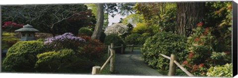 Framed Plants in a garden, Japanese Tea Garden, San Francisco, California, USA Print