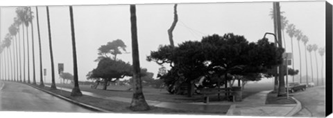 Framed Palm Trees And Fog, San Diego, California Print