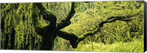 Framed Moss growing on the trunk of a Weeping Willow tree, Japanese Garden, Washington Park, Portland, Oregon, USA Print