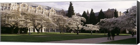 Framed University of Washington, Seattle, King County, Washington State Print