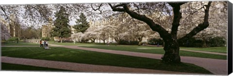 Framed Cherry trees in the quad of a university, University of Washington, Seattle, Washington State Print