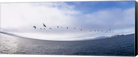 Framed Pelicans flying over the sea, Alcatraz, San Francisco, California, USA Print