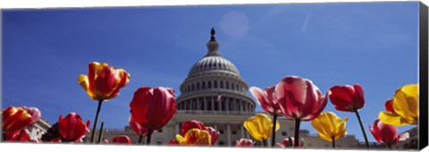 Framed Tulips with a government building in the background, Capitol Building, Washington DC, USA Print