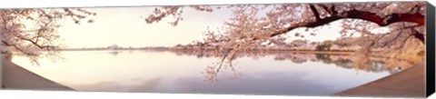 Framed Cherry blossoms at the lakeside, Washington DC Print