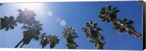 Framed Low angle view of palm trees, Downtown San Jose, San Jose, Santa Clara County, California, USA Print