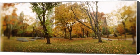 Framed Shedding trees, Central Park, Manhattan, New York City, New York State, USA Print