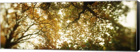 Framed Autumn Trees in Volunteer Park, Seattle, Washington Print